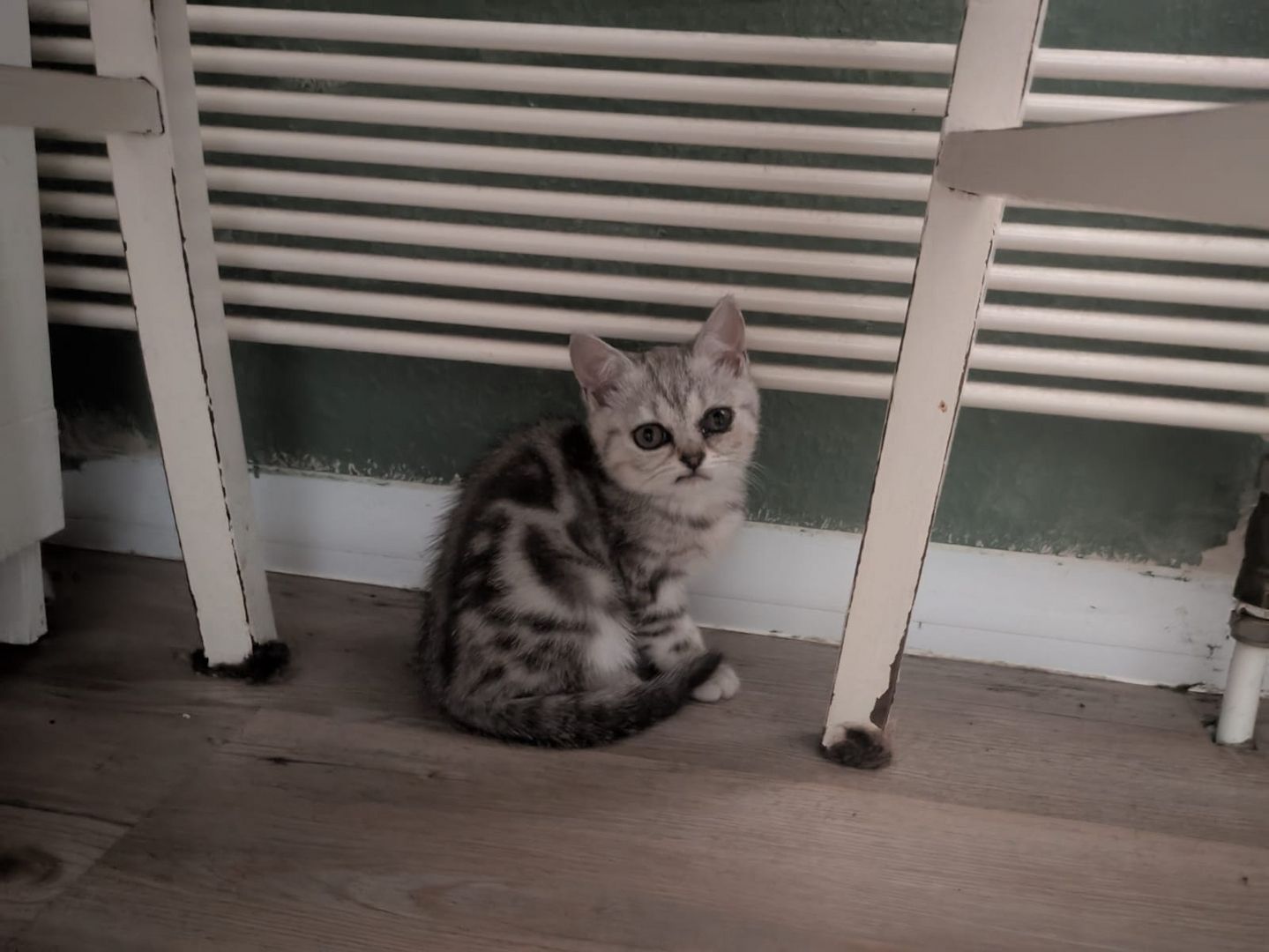 2 BKH Kitten (Weiblich)