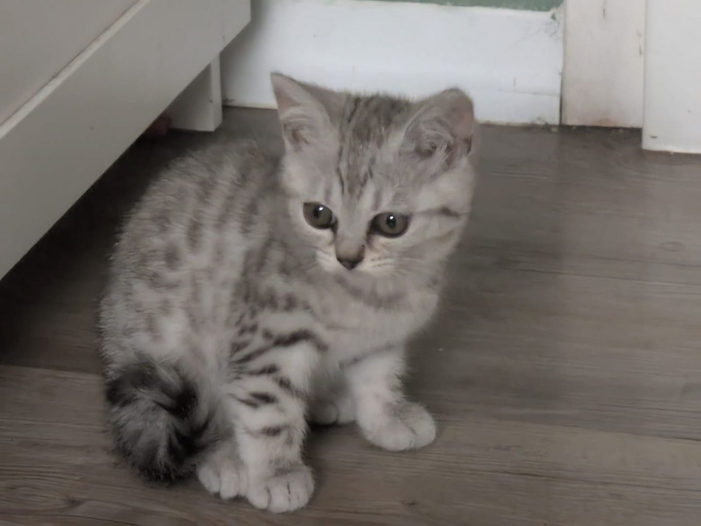 2 BKH Kitten (Weiblich)