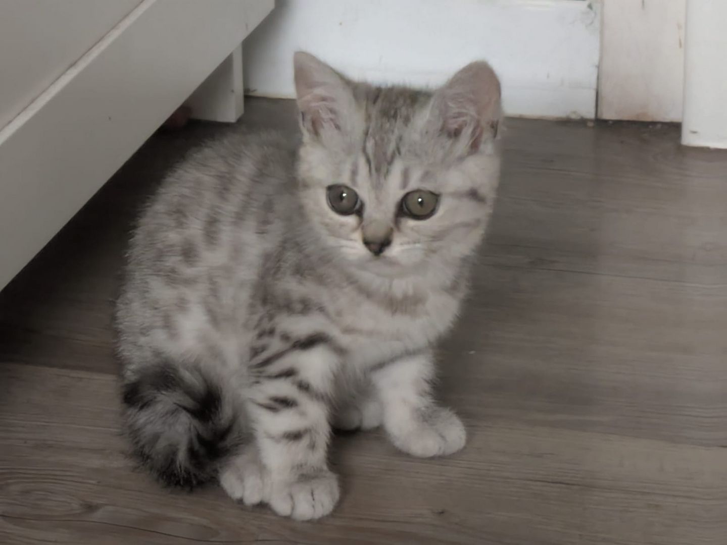 2 BKH Kitten (Weiblich)