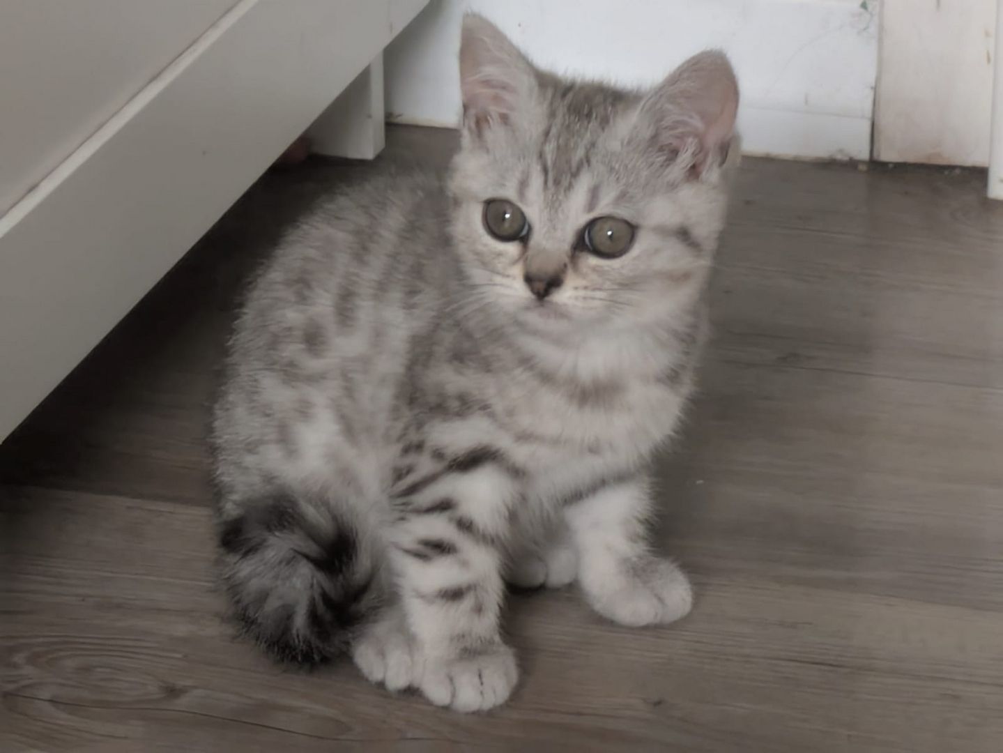 2 BKH Kitten (Weiblich)