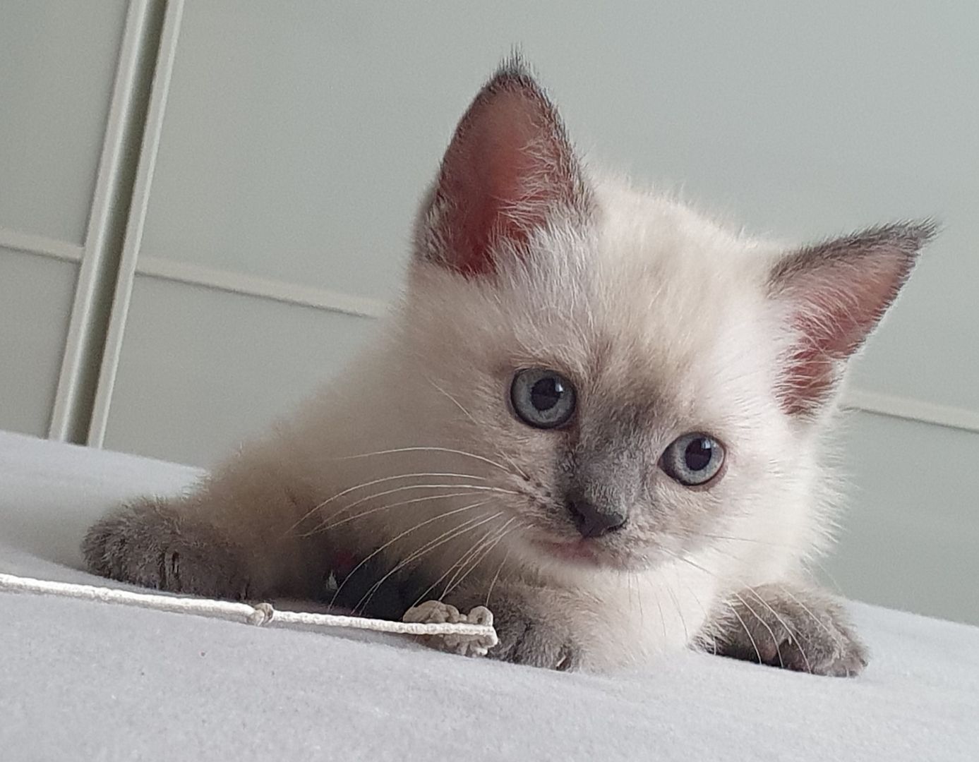 BKH Kitten weiße u Grau Katzen weiblich männlich WT 25.Mai