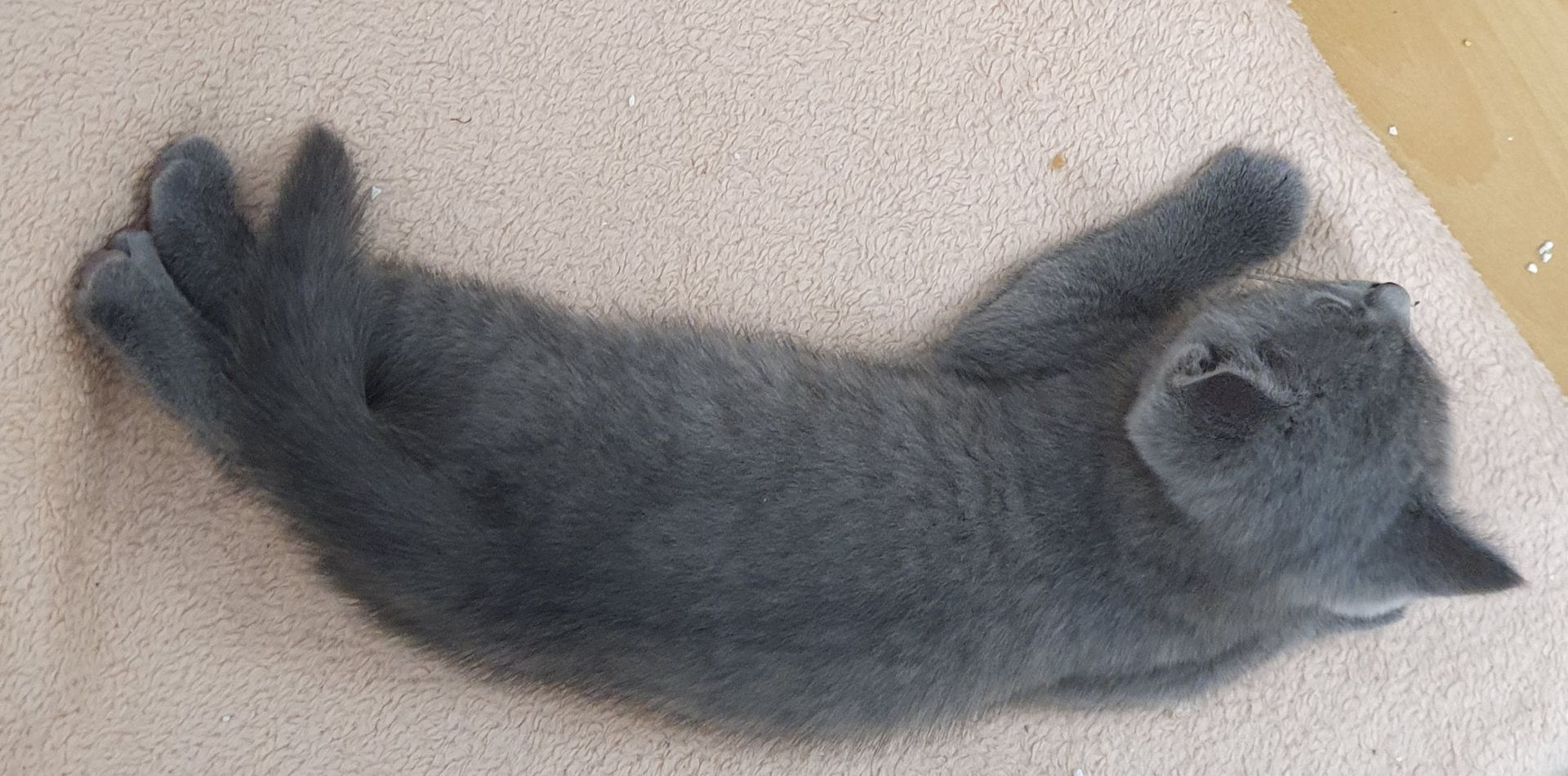 BKH Kitten weiße u Grau Katzen weiblich männlich WT 25.Mai