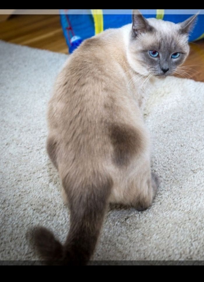 BKH Kitten weiße u Grau Katzen weiblich männlich WT 25.Mai