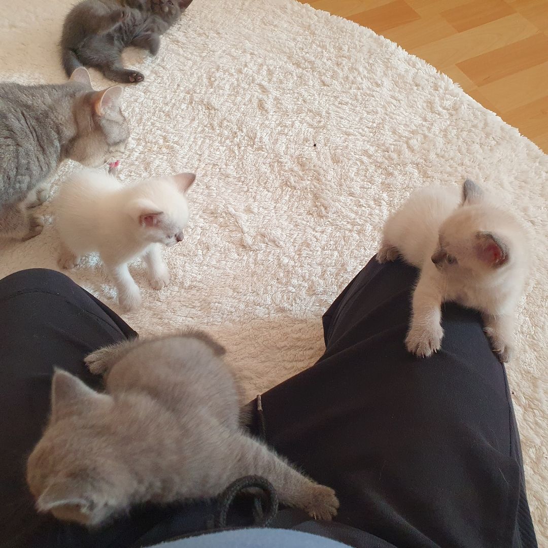 BKH Kitten weiße u Grau Katzen weiblich männlich WT 25.Mai