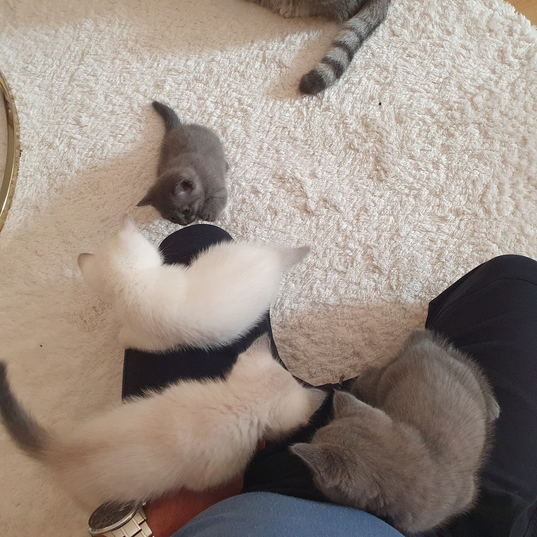 BKH Kitten weiße u Grau Katzen weiblich männlich WT 25.Mai