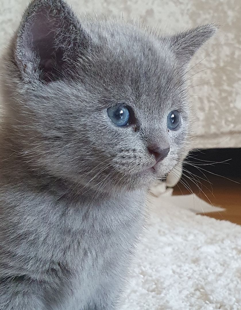 BKH Kitten weiße u Grau Katzen weiblich männlich WT 25.Mai