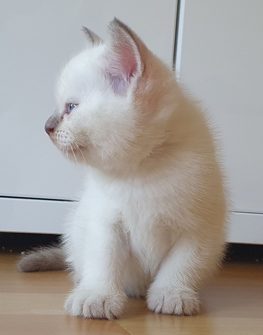 BKH Kitten weiße u Grau Katzen weiblich männlich WT 25.Mai