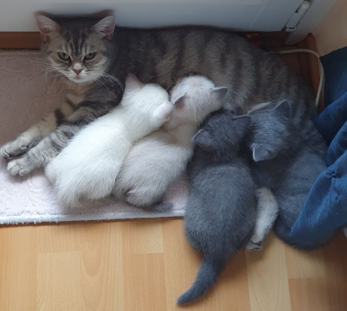 BKH Kitten weiße u Grau Katzen weiblich männlich WT 25.Mai