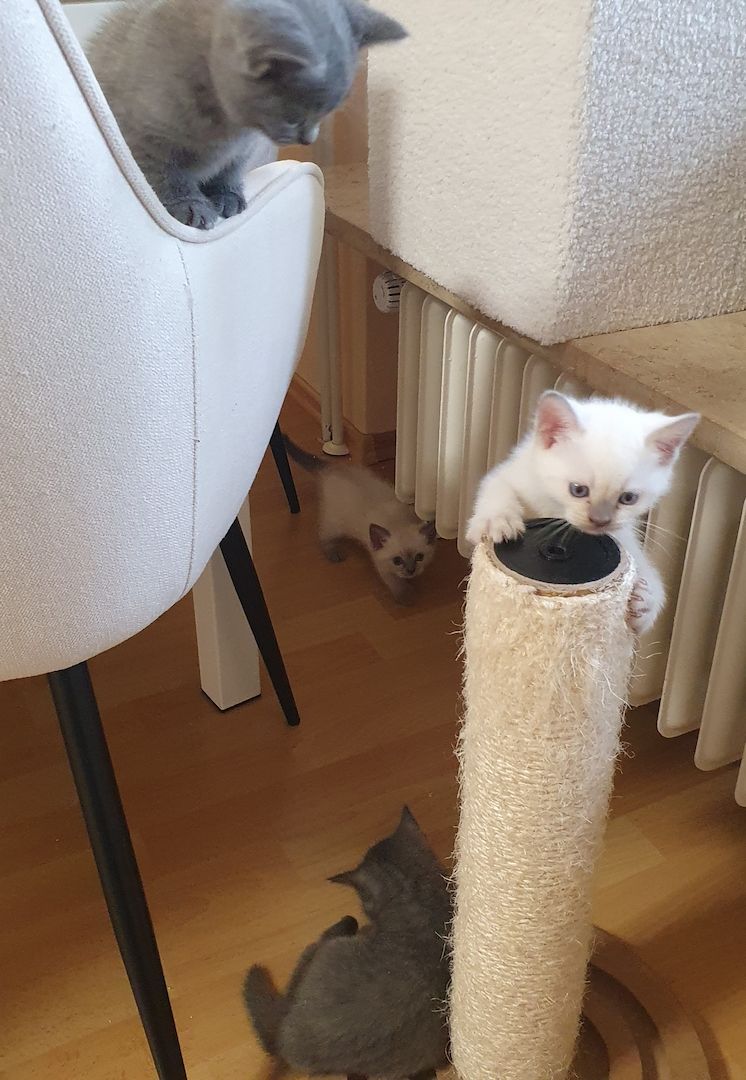 BKH Kitten weiße u Grau Katzen weiblich männlich WT 25.Mai