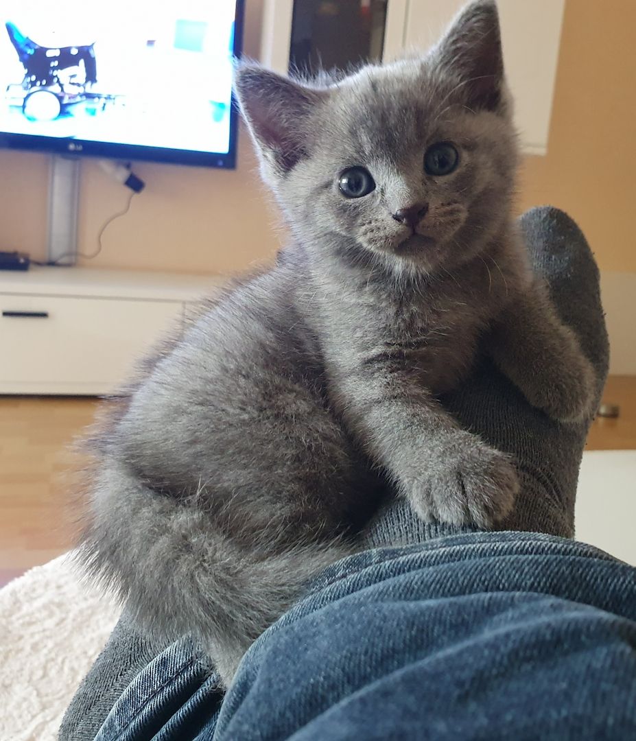 BKH Kitten weiße u Grau Katzen weiblich männlich WT 25.Mai