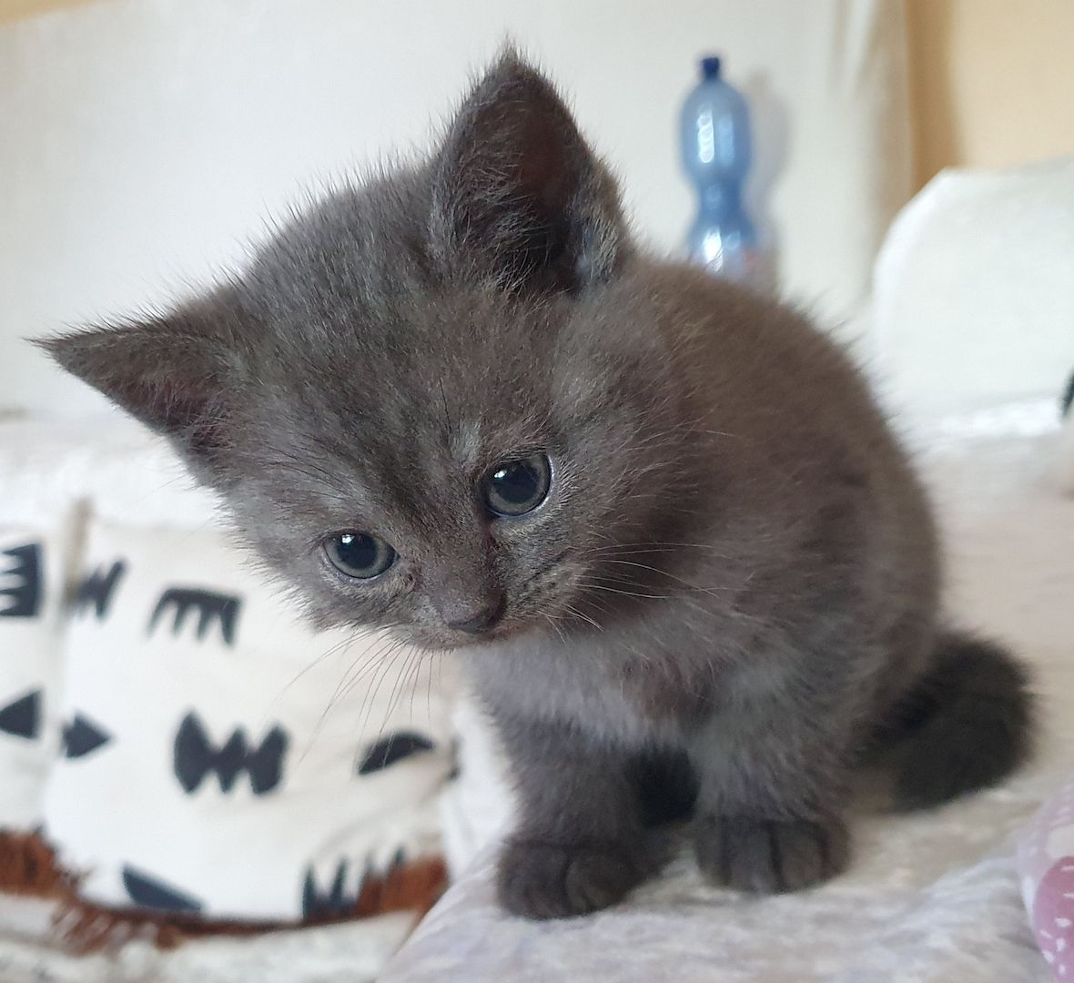 BKH Kitten weiße u Grau Katzen weiblich männlich WT 25.Mai