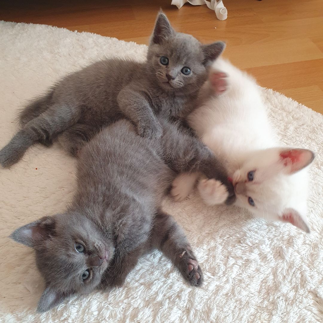 BKH Kitten weiße u Grau Katzen weiblich männlich WT 25.Mai