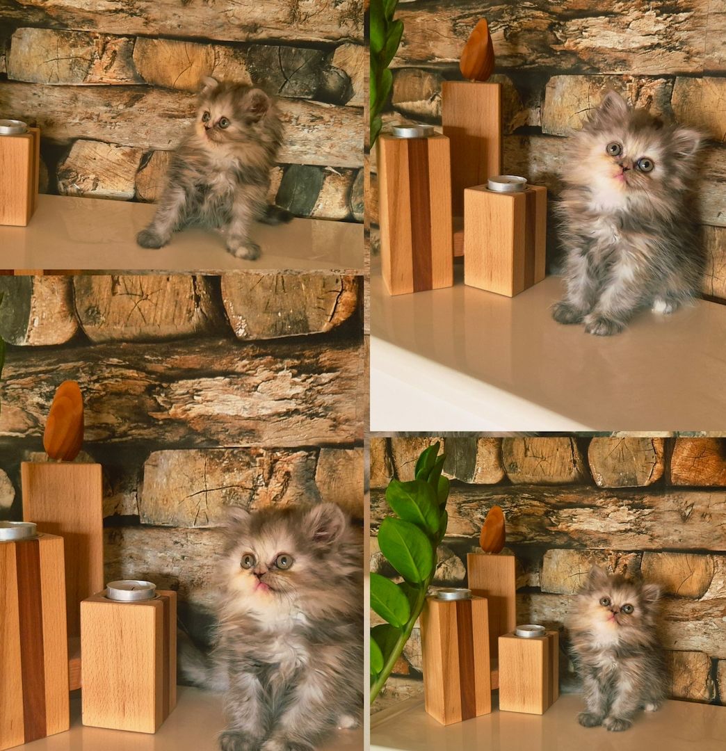 Reinrassige Perserkitten mit Stammbaum