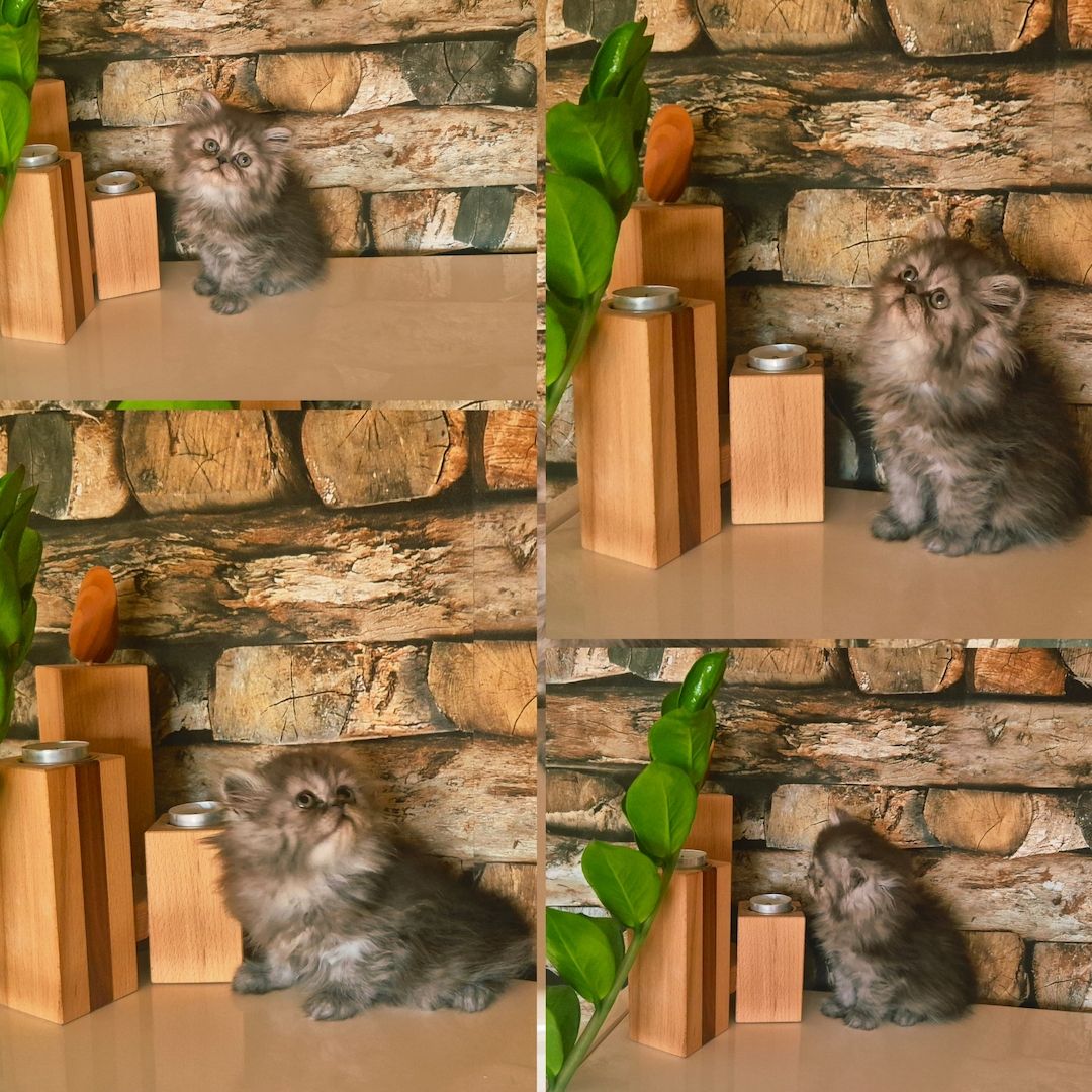 Reinrassige Perserkitten mit Stammbaum