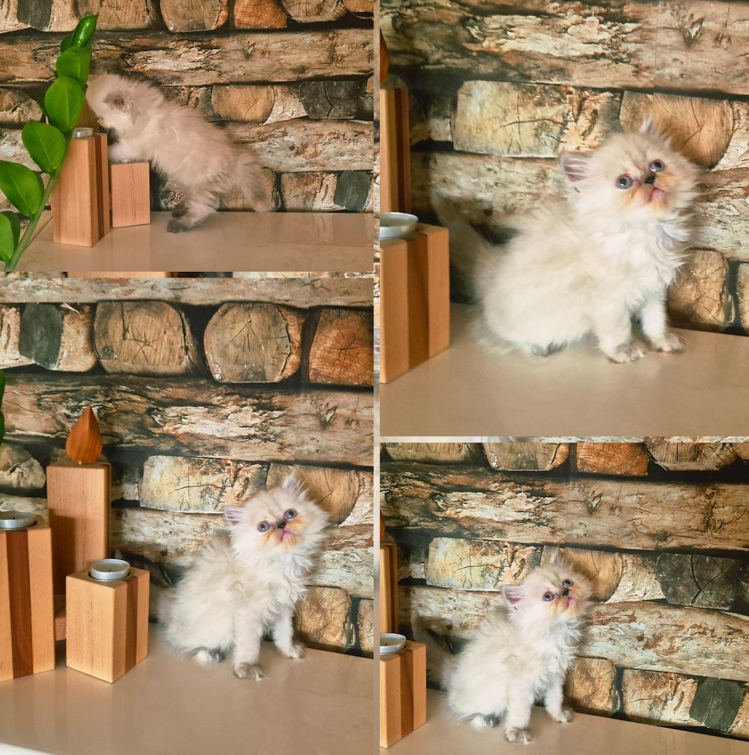 Reinrassige Perserkitten mit Stammbaum