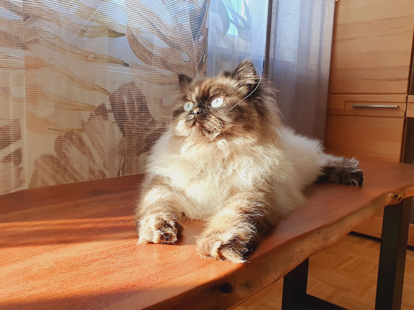 Reinrassige Perserkitten mit Stammbaum