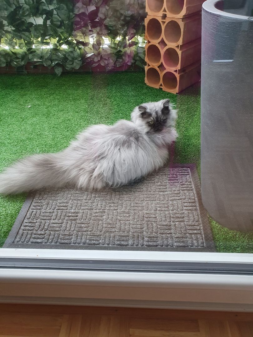 Reinrassige Perserkitten mit Stammbaum