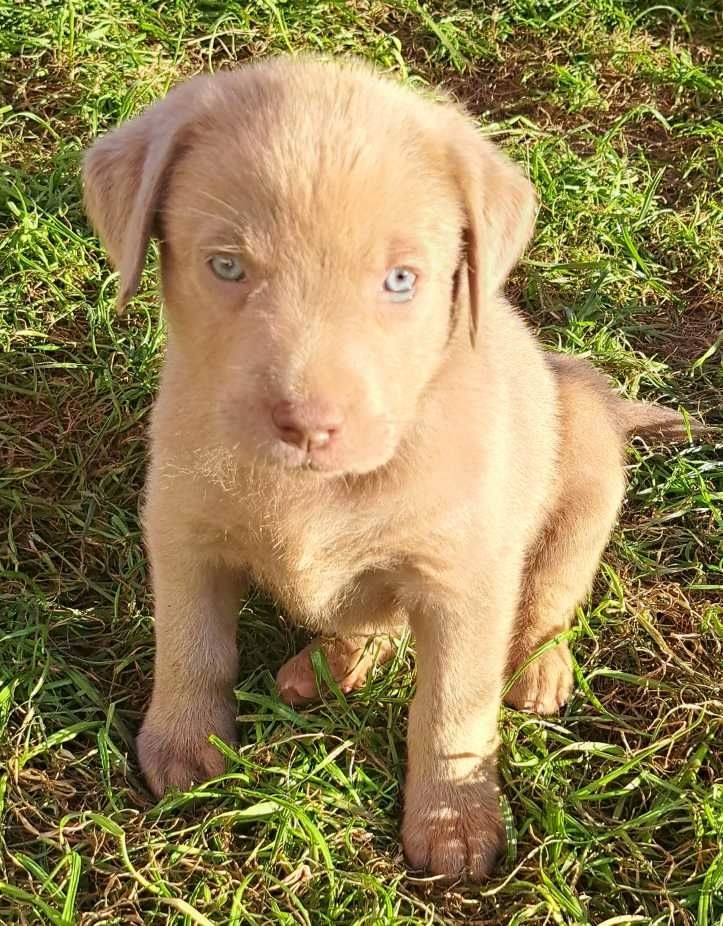 Labradorwelpen silber