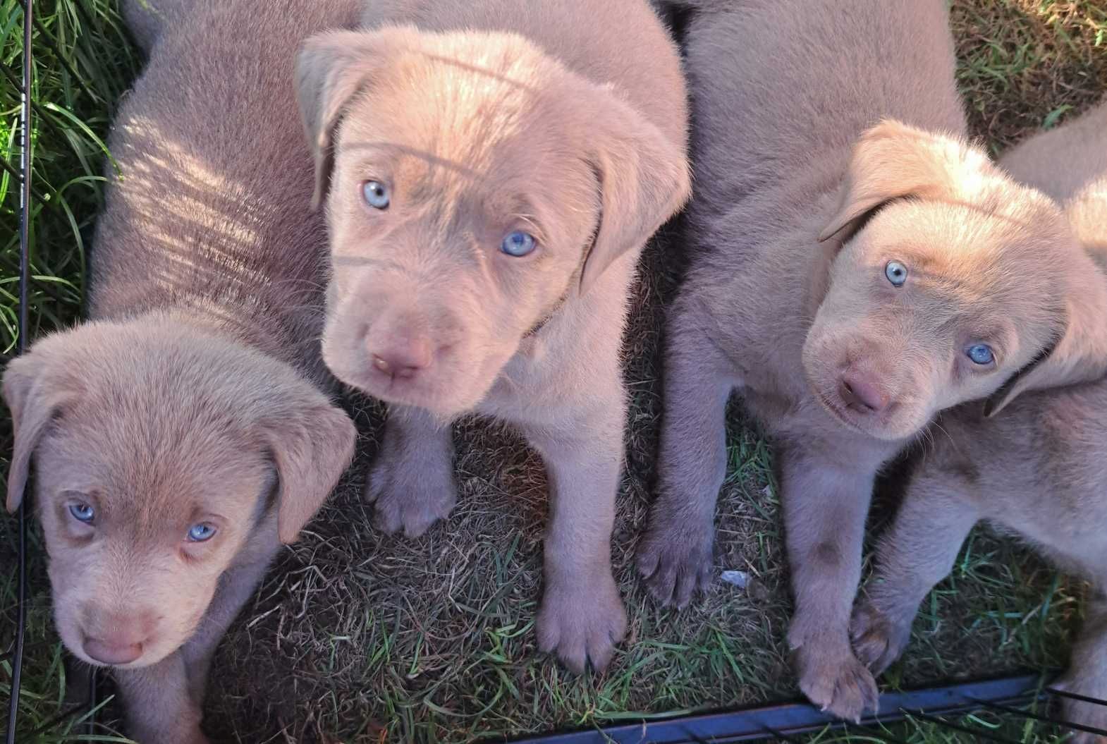 Labradorwelpen silber