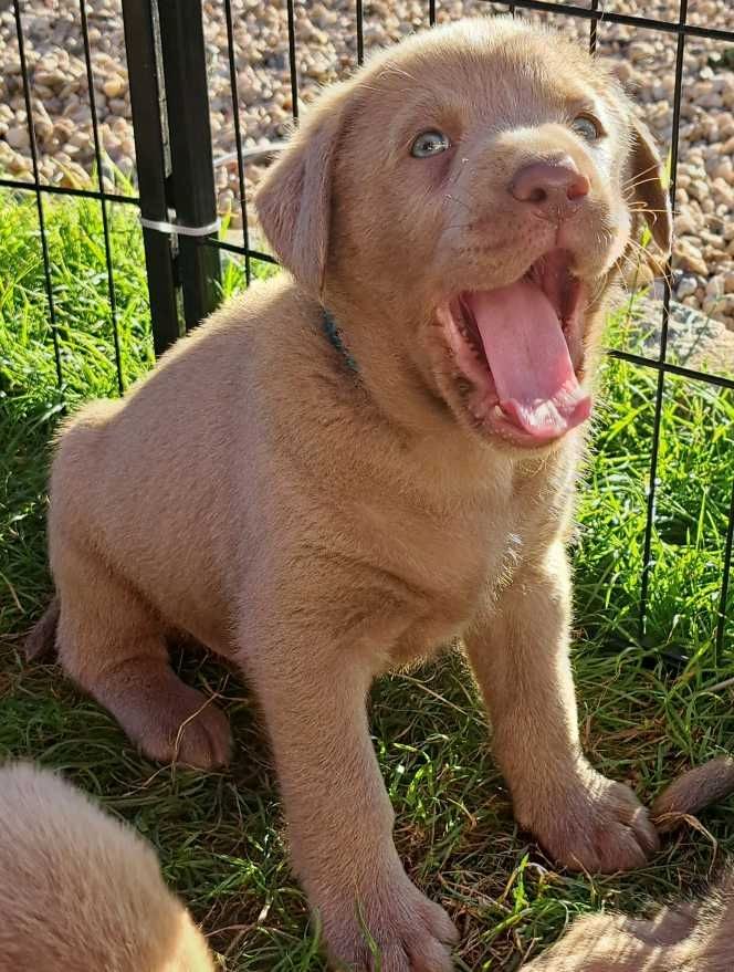 Labradorwelpen silber