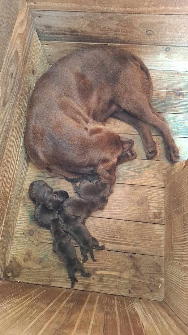 Wundervolle Labrador-Welpen – Braune 7 Hündinnen & 1 Rüde