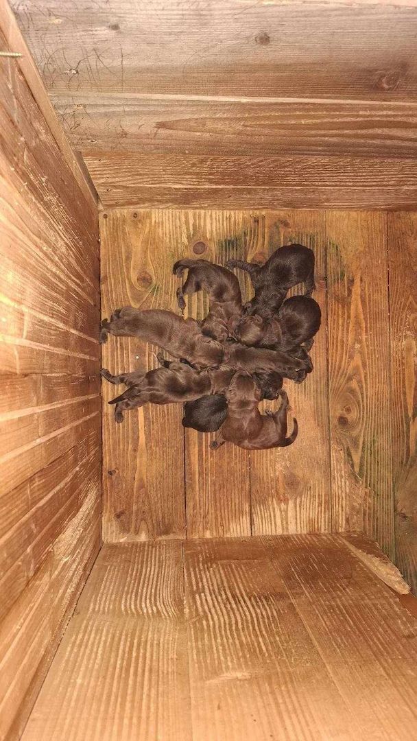 Wundervolle Labrador-Welpen – Braune 7 Hündinnen & 1 Rüde