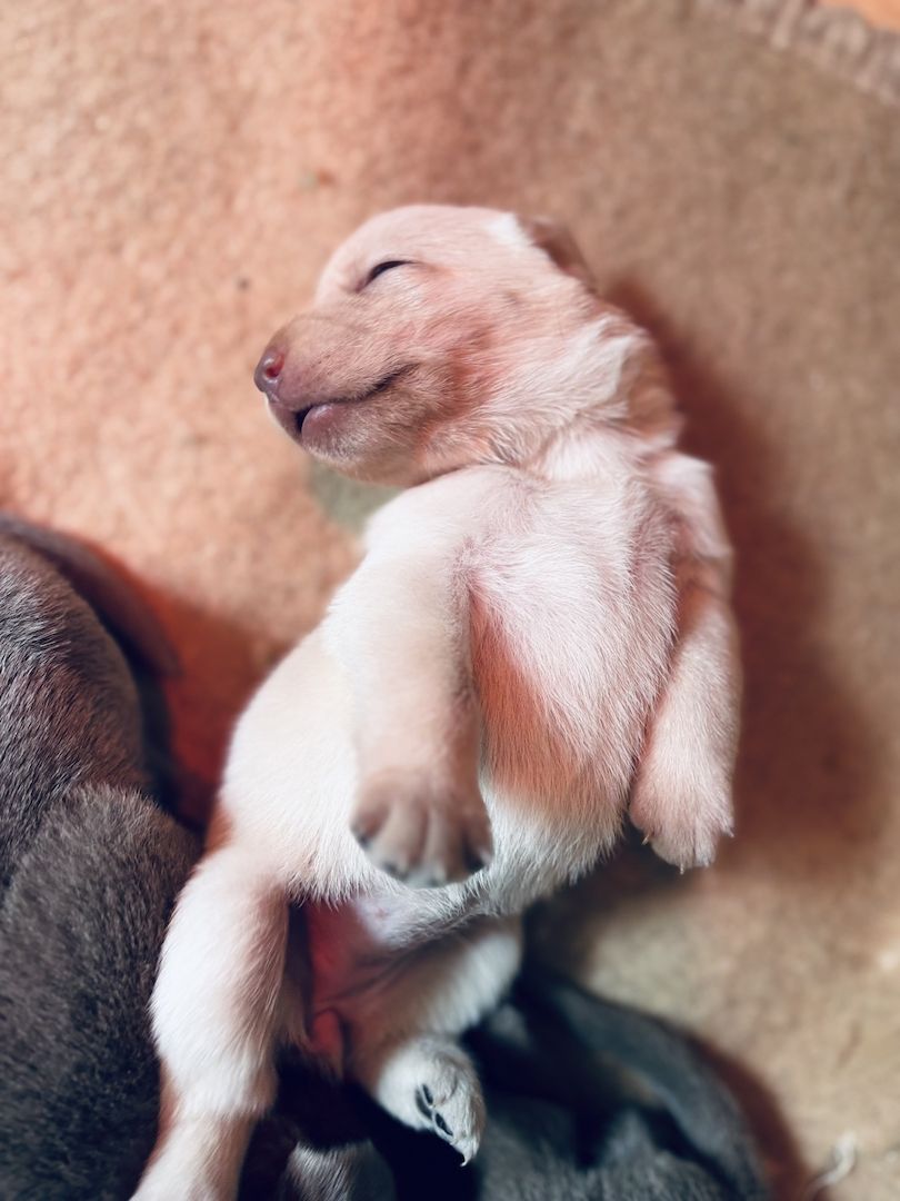 Labradorwelpen suchen ein Heim für immer