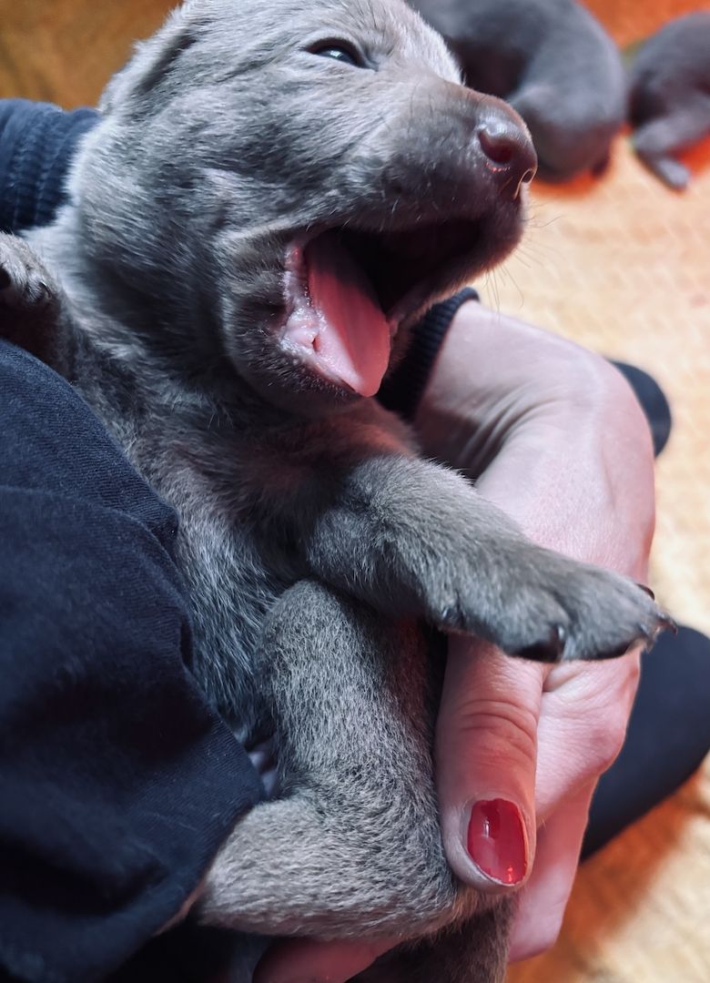 Labradorwelpen suchen ein Heim für immer
