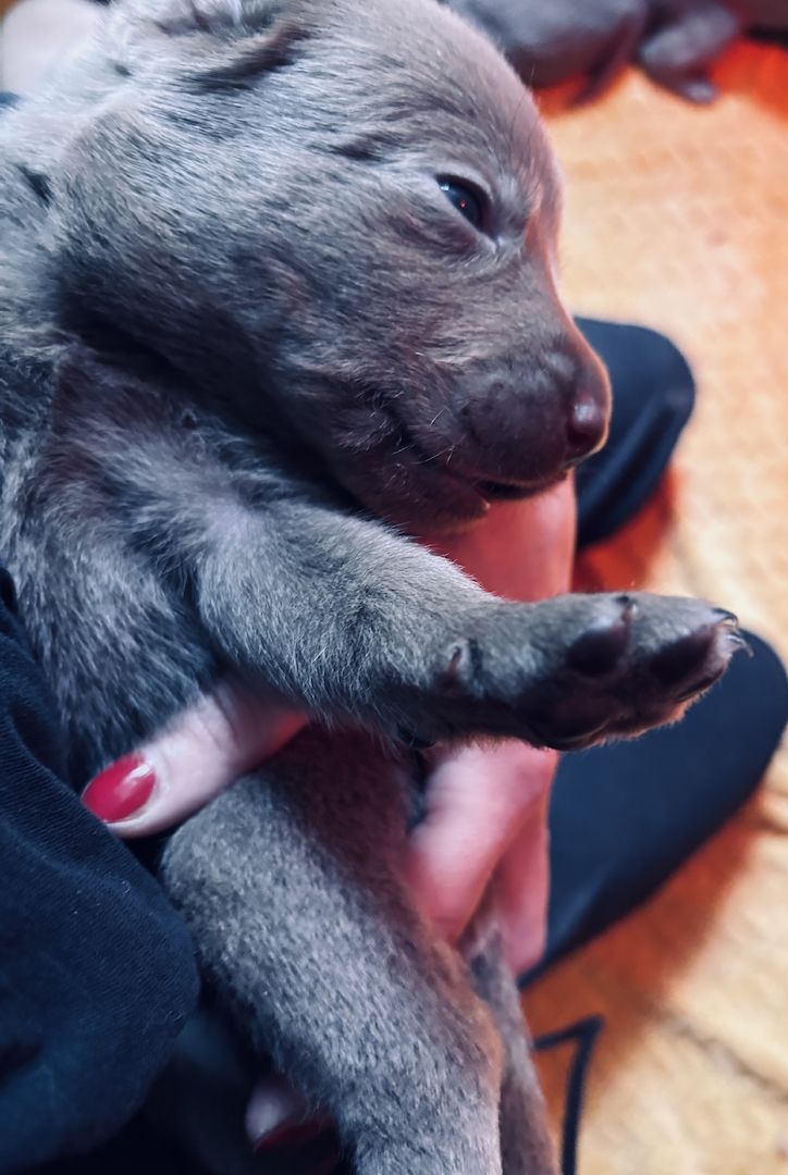 Labradorwelpen suchen ein Heim für immer