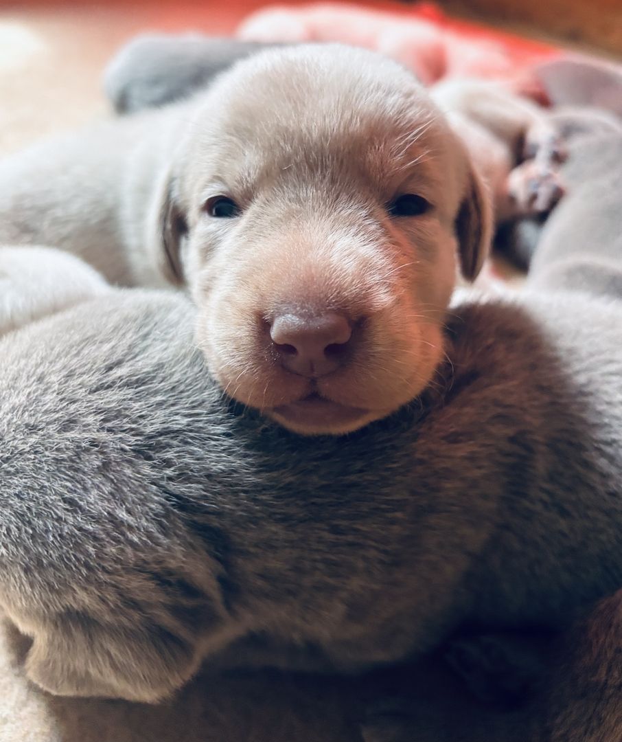 Labradorwelpen suchen ein Heim für immer
