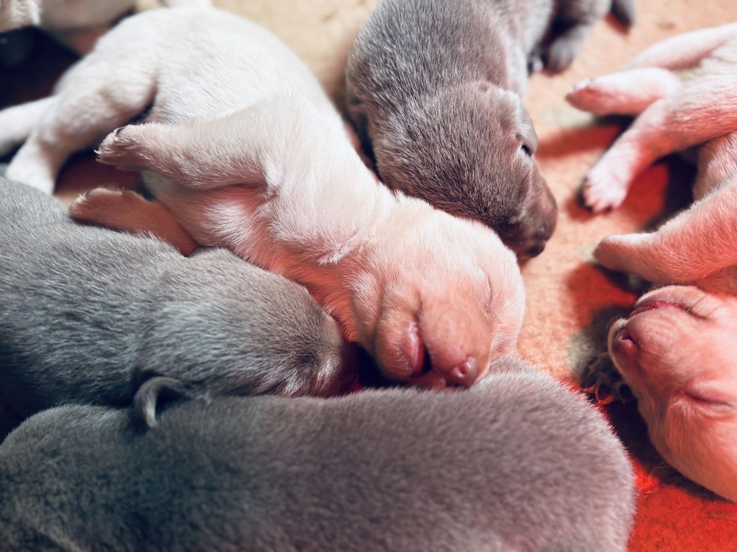 Labradorwelpen suchen ein Heim für immer