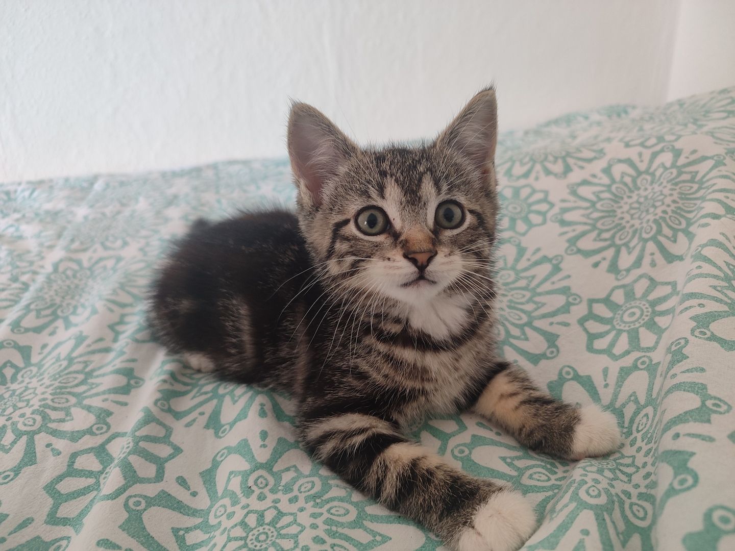 🐾 Zwei süße weibliche Kitten ab sofort abzugeben 🐾