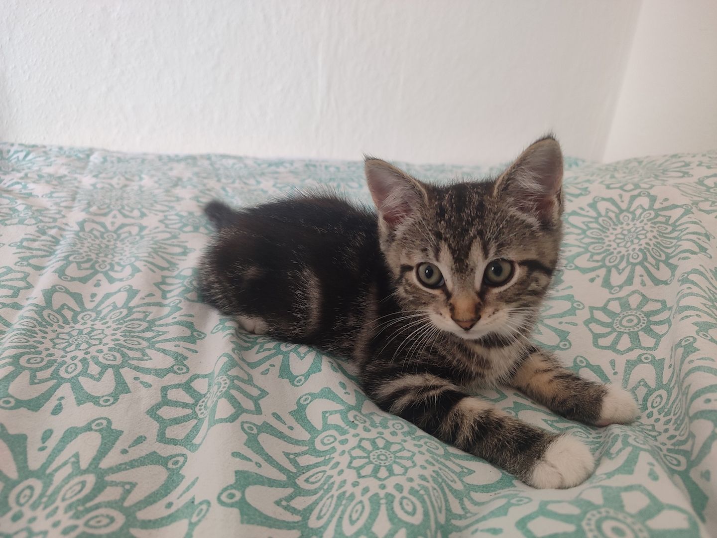 🐾 Zwei süße weibliche Kitten ab sofort abzugeben 🐾