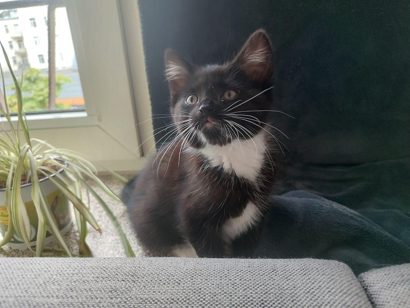 🐾 Zwei süße weibliche Kitten ab sofort abzugeben 🐾