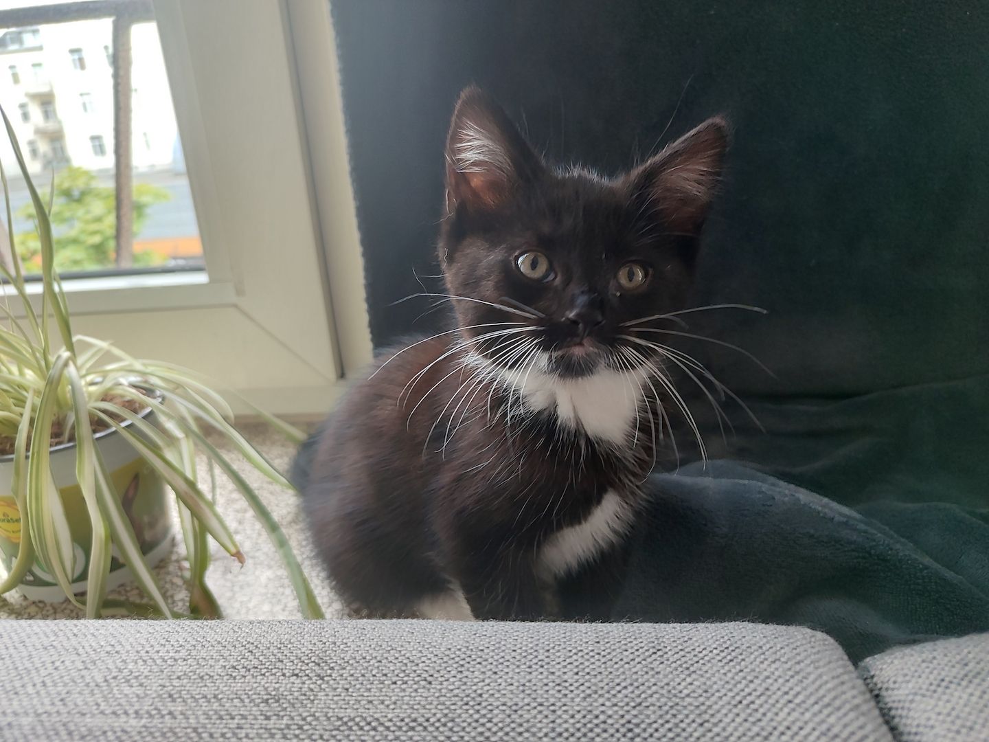 🐾 Zwei süße weibliche Kitten ab sofort abzugeben 🐾