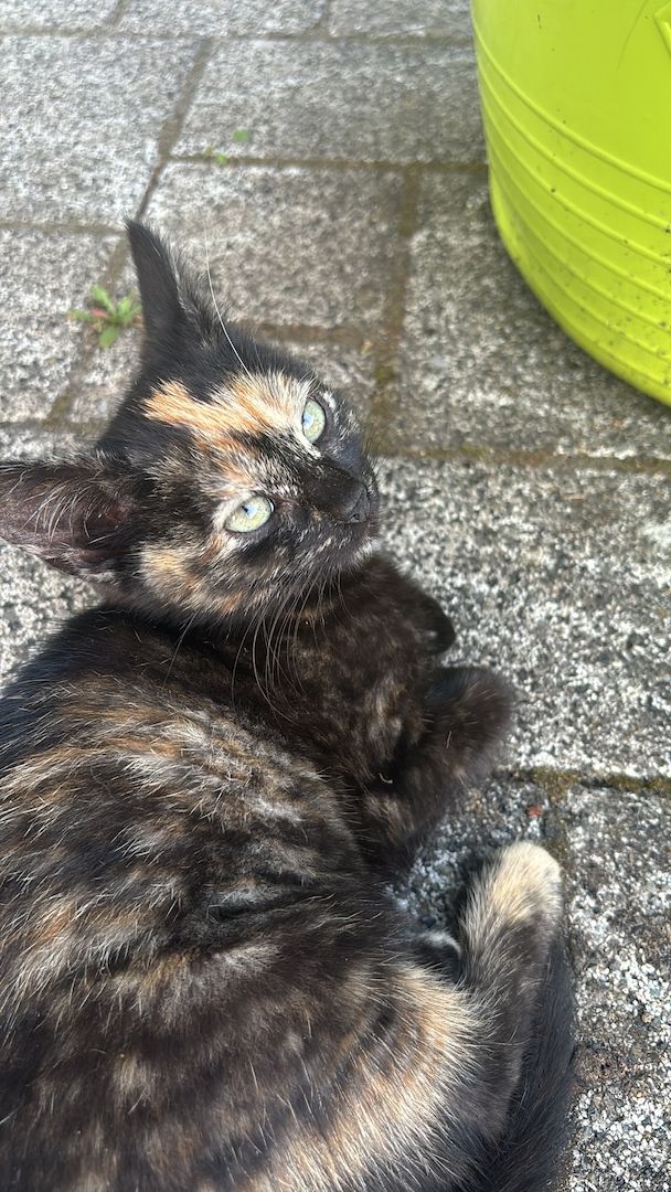 Katzenbabys (5 Monate alt) in liebevolle Hände abzugeben