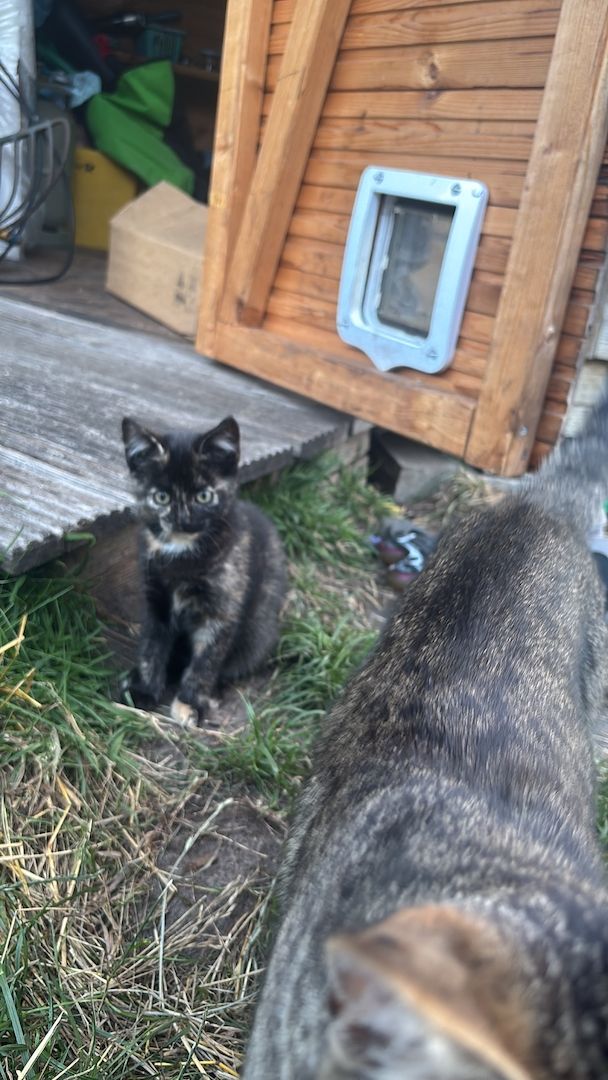 Katzenbabys (5 Monate alt) in liebevolle Hände abzugeben