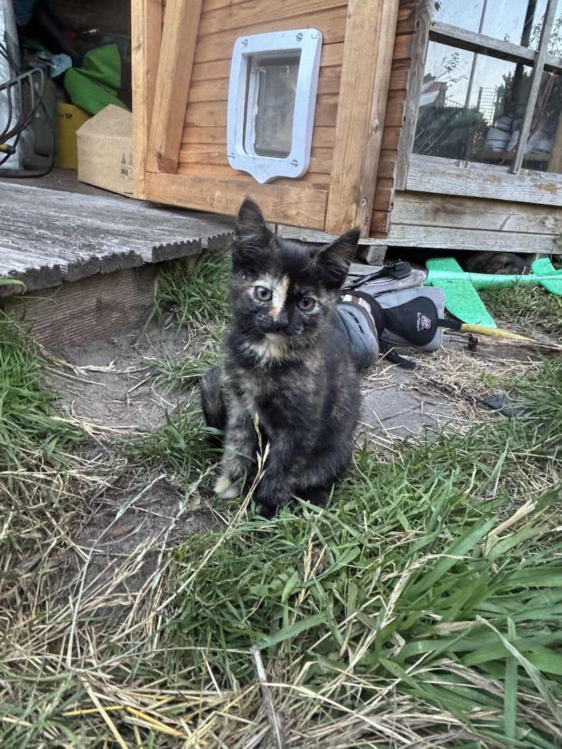 Katzenbabys (5 Monate alt) in liebevolle Hände abzugeben