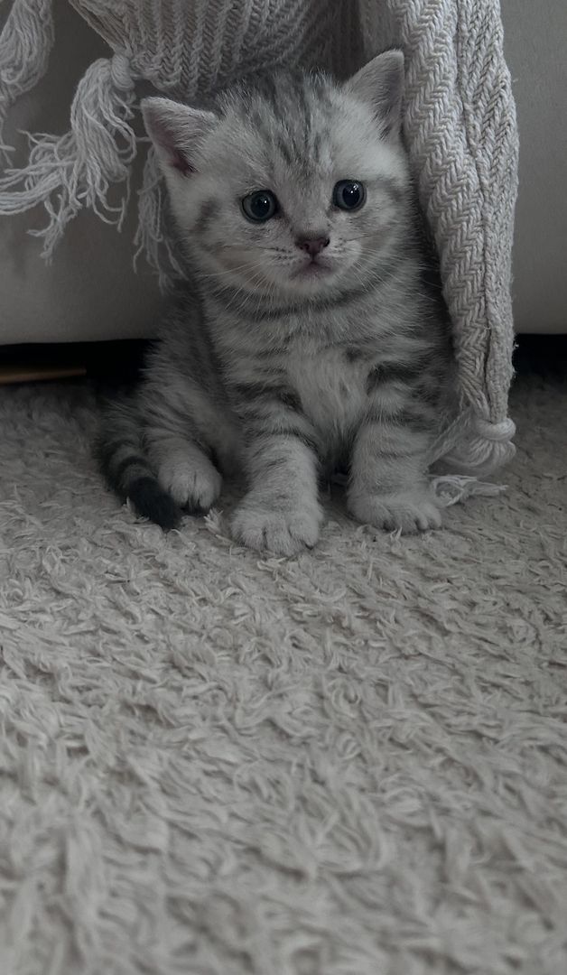 BKH Kitten zum abgeben