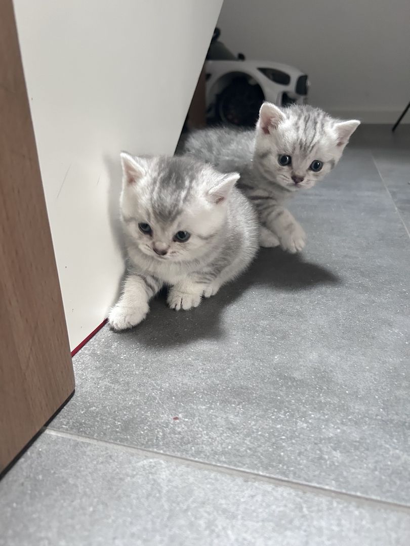 BKH Kitten zum abgeben