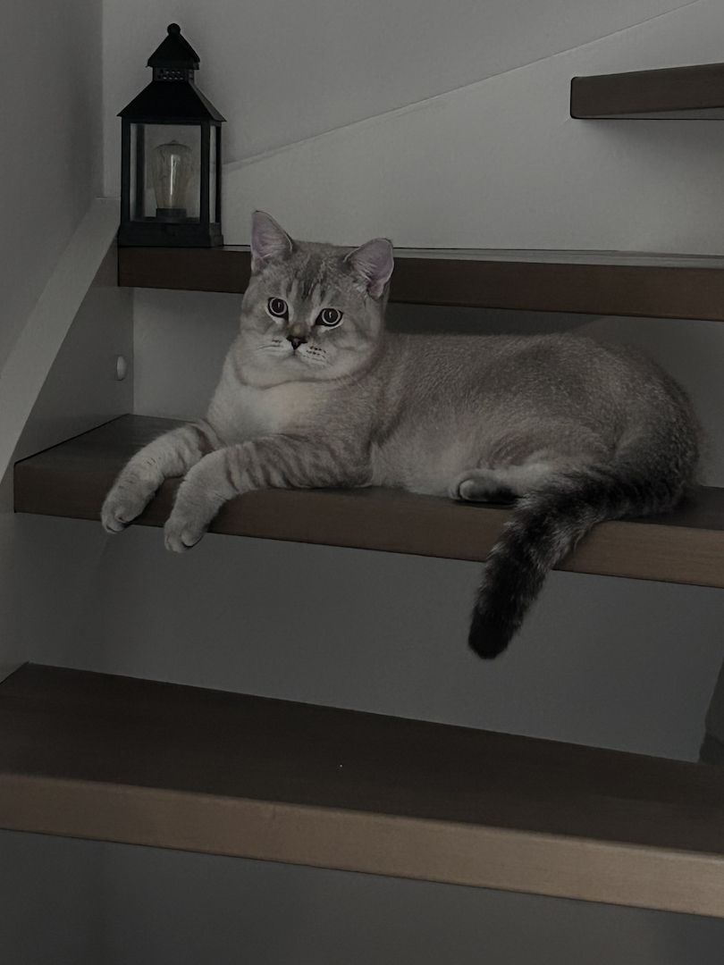 BKH Kitten zum abgeben