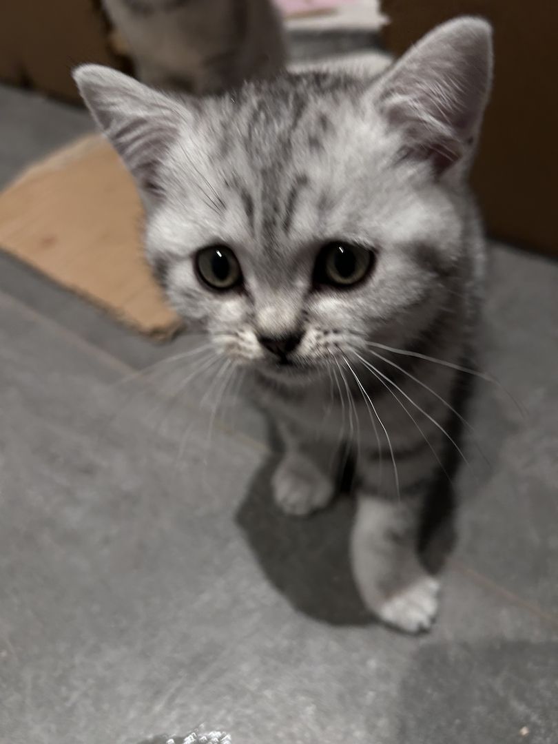 BKH Kitten zum abgeben