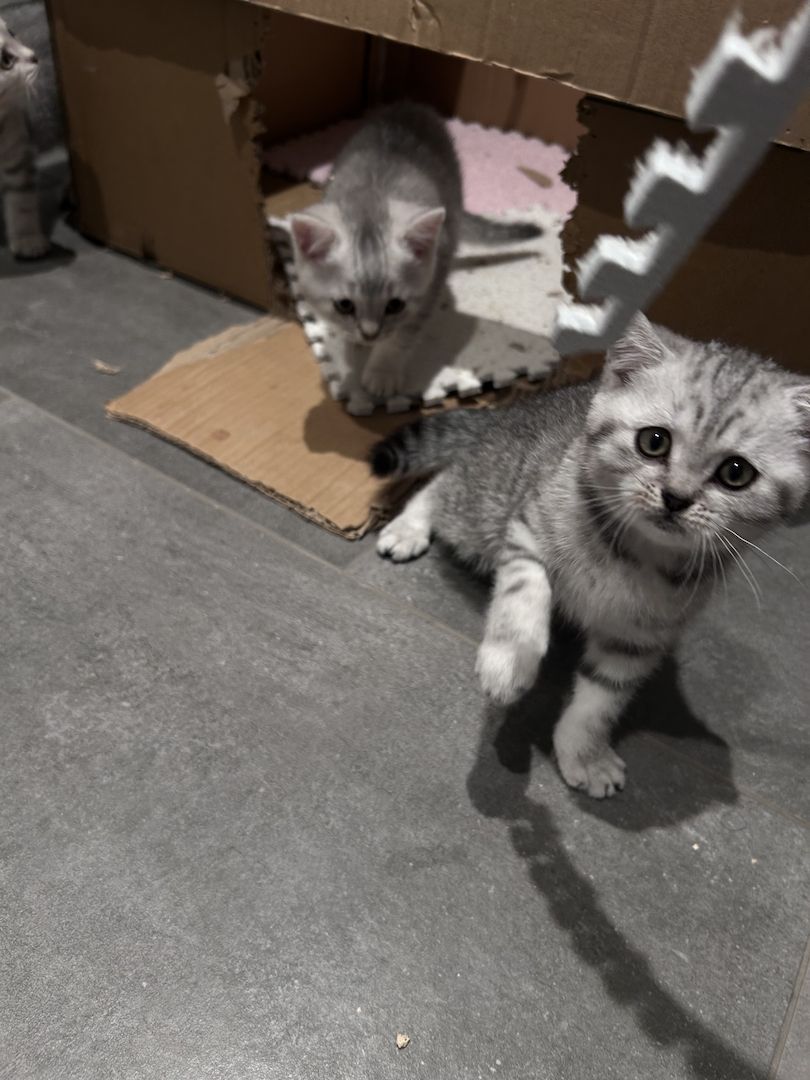 BKH Kitten zum abgeben