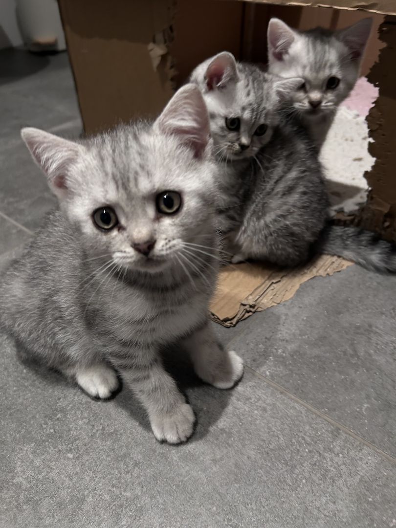 BKH Kitten zum abgeben