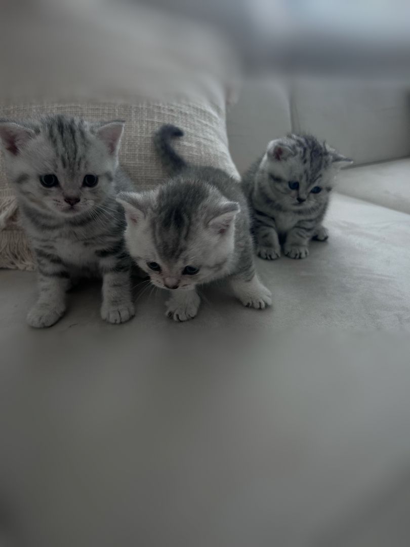 BKH Kitten zum abgeben