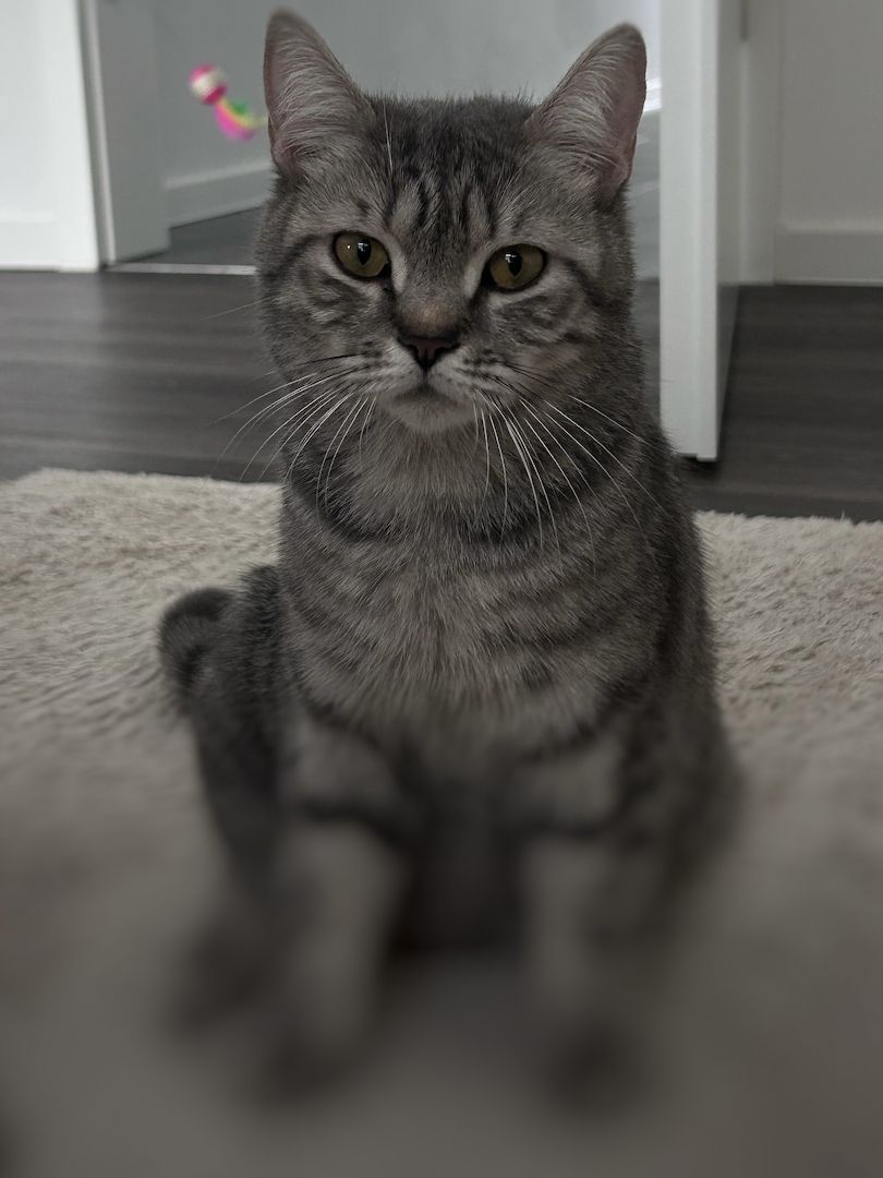 BKH Kitten zum abgeben