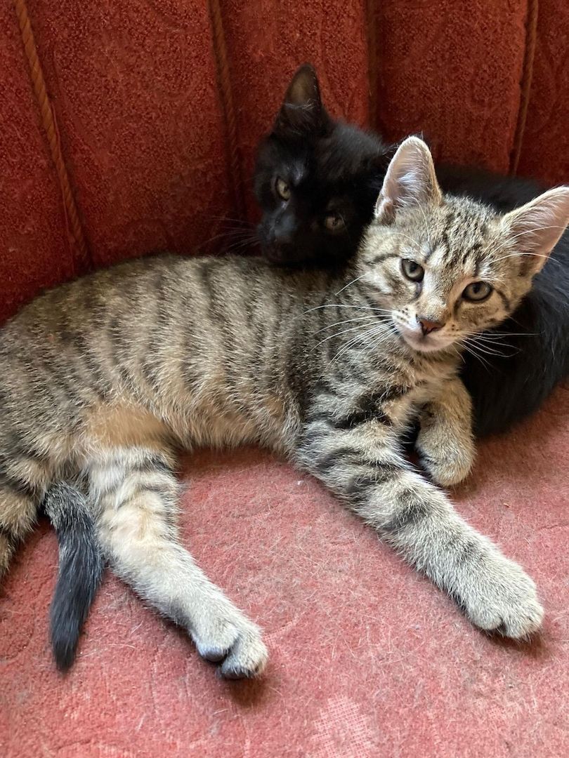2 Schöne Kater Katzenkinder in gute Hände zu geben