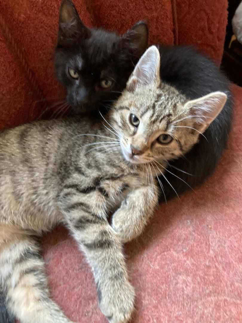 2 Schöne Kater Katzenkinder in gute Hände zu geben