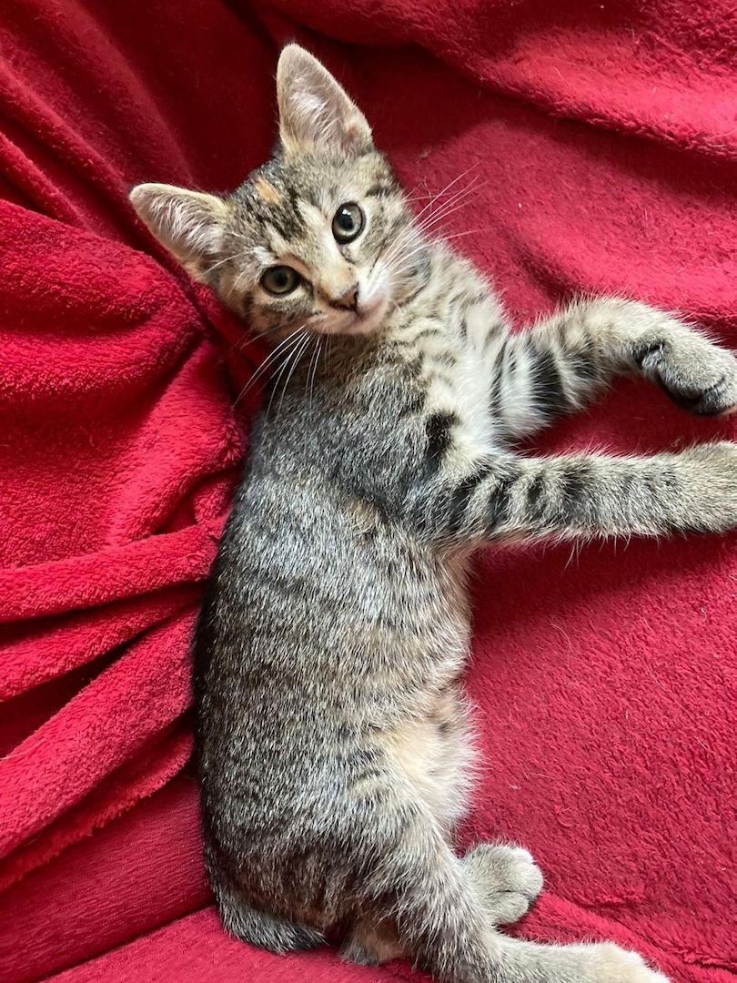 2 Schöne Kater Katzenkinder in gute Hände zu geben