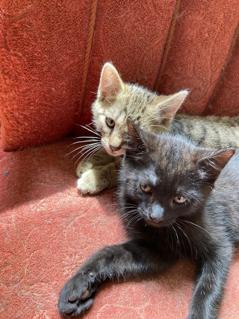 2 Schöne Kater Katzenkinder in gute Hände zu geben